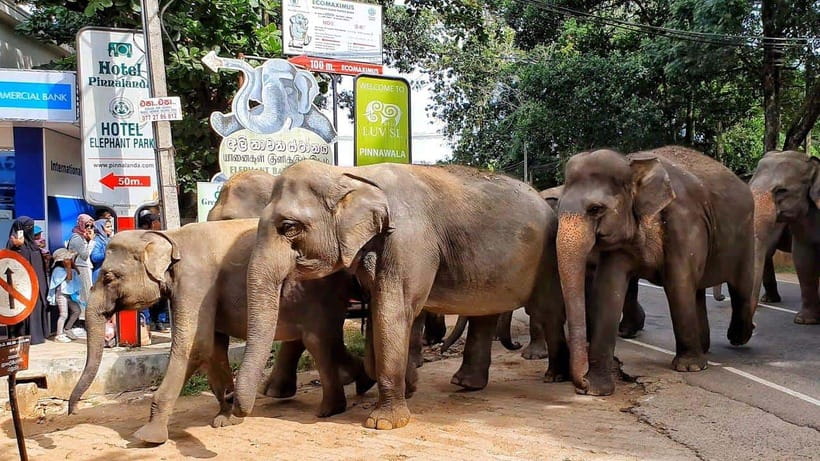 From Colombo: Kandy Temples and Pinnawala Full-Day Tour - Spices, wood carving, and the jewelry workshop