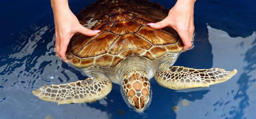 From Colombo/Negombo: Galle, Madu River, and Turtle Hatchery - Key points to know before booking