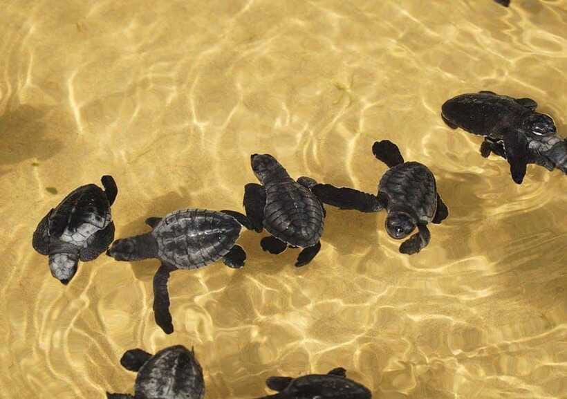From Colombo/Negombo: Galle, Madu River, and Turtle Hatchery - Unawatuna, lunch, and the coastal fishing tradition