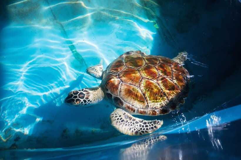From Colombo/Negombo: Galle, Madu River, and Turtle Hatchery - Is this tour good value at $46?