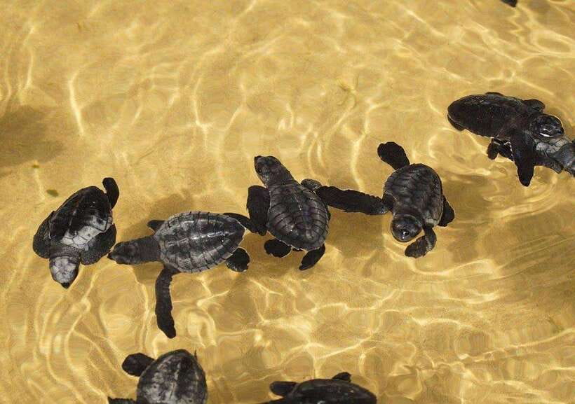 From Colombo/Negombo: Galle, Madu River, and Turtle Hatchery - Kosgoda turtle conservation and the value of a careful visit