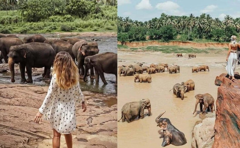 From Colombo: Pinnawala & Tea factory with Kandy Hotel Drop - What you get at the elephant orphanage