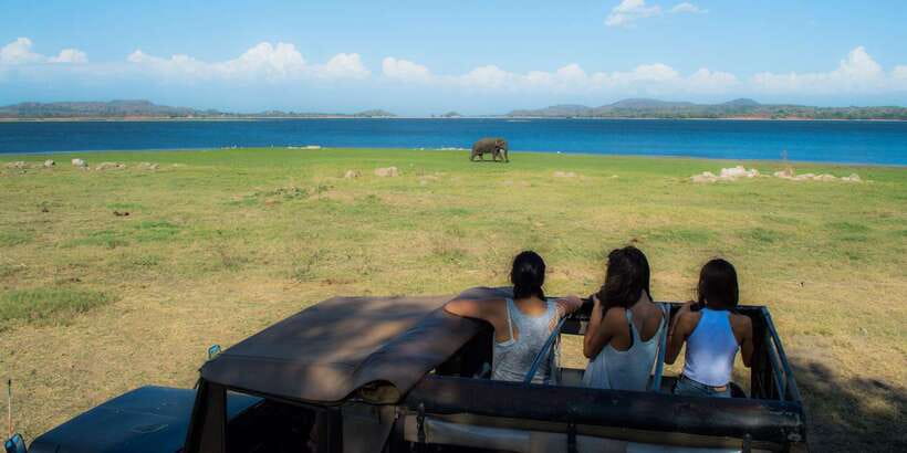 From Colombo: Private Minneriya National Park Day Safari - Should You Book the Minneriya Day Safari?