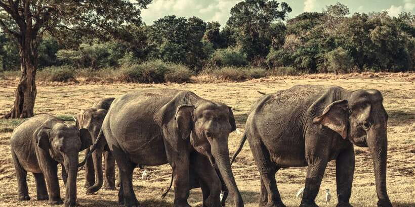 From Colombo: Private Minneriya National Park Day Safari - Leaving Colombo at 8:00 AM