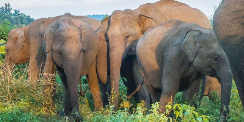 From Colombo: Private Minneriya National Park Day Safari - Elephants, Birds, and the Animals You May Miss