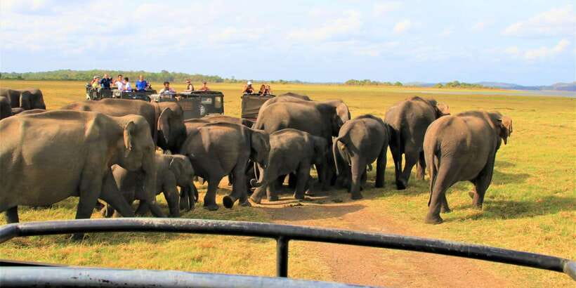 From Colombo: Private Minneriya National Park Day Safari - Lunch After the Game Drive