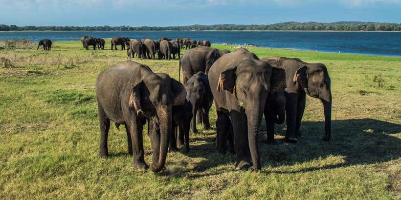From Colombo: Private Minneriya National Park Day Safari - The Return to Colombo and the Real Cost of the Day