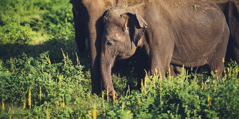 From Colombo: Private Minneriya National Park Day Safari - The Sigiriya Possibility