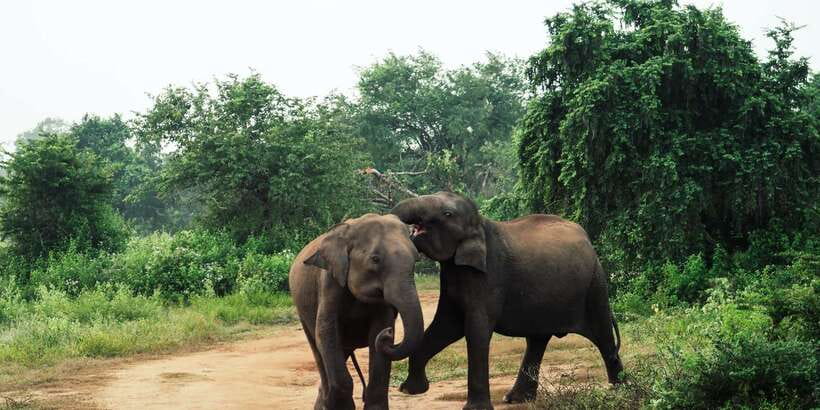 From Colombo: Private Minneriya National Park Day Safari - Who Should Book This Safari