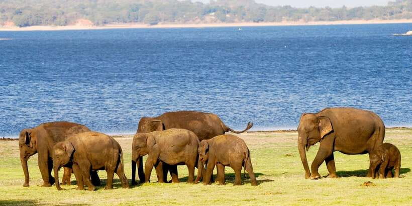 From Colombo: Private Minneriya National Park Day Safari - Booking Flexibility and Practical Details