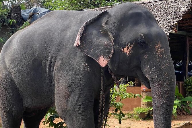 From Colombo to Sigiriya Fortress, Dambulla & Minneriya Safari - What the $75 price really buys