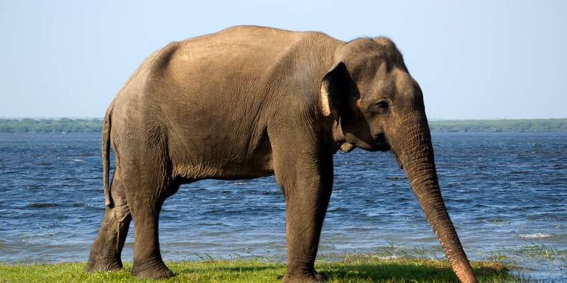 From Colombo: Udawalawa Safari & Elephant Transit Home Tour - Why Udawalawe makes a long day worthwhile