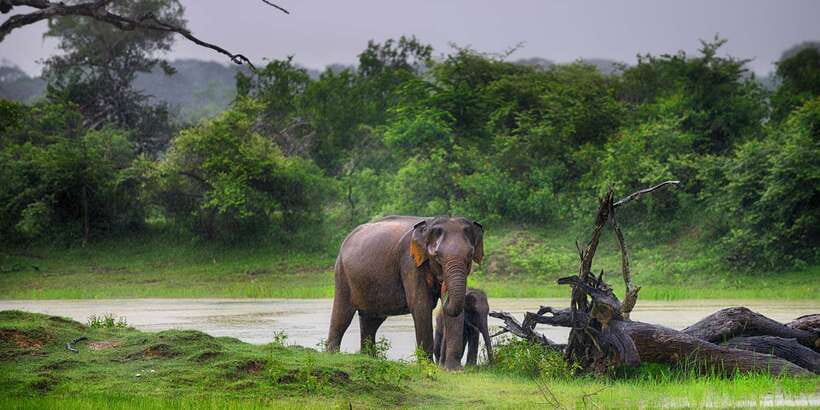 From Colombo: Udawalawa Safari & Elephant Transit Home Tour - The four-hour road from Colombo