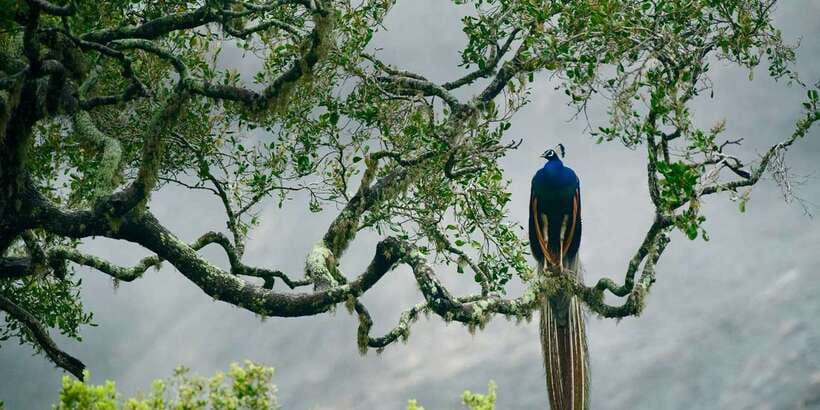 From Colombo: Udawalawa Safari & Elephant Transit Home Tour - The Elephant Transit Home and its young residents