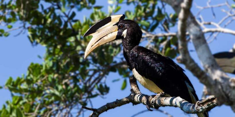 From Colombo: Udawalawa Safari & Elephant Transit Home Tour - What the $128 price really covers