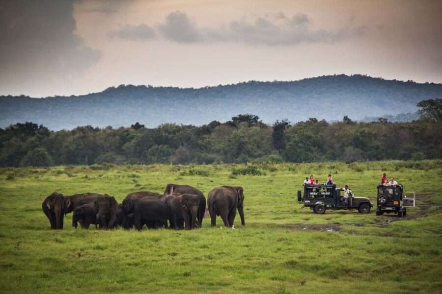 From Colombo: Udawalawa Safari & Elephant Transit Home Tour - Timing, comfort, and the limits of a 12-hour schedule