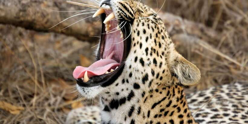 From Colombo: Yala National Park Safari with Transfer - Why Yala makes this a worthwhile day from Colombo