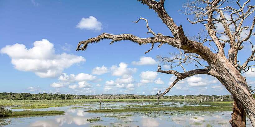 From Colombo: Yala National Park Safari with Transfer - The animals you might see inside the park