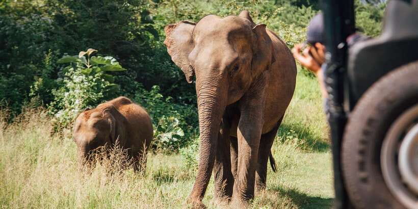 From Colombo: Yala National Park Safari with Transfer - The real cost: $128 plus the park charge