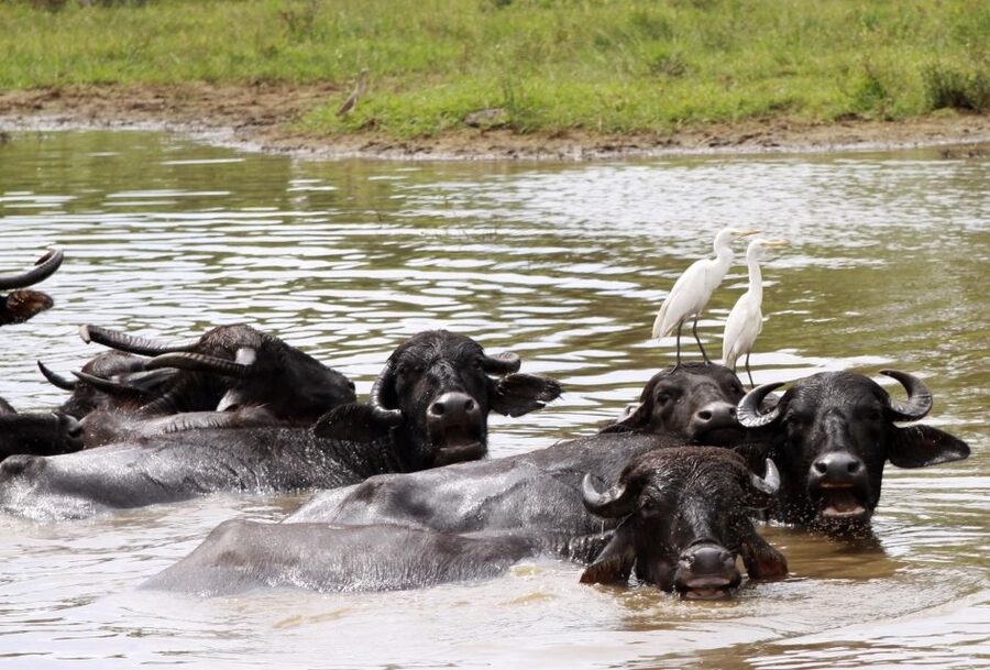 From Colombo: Yala National Park Safari with Transfer - Practical questions to settle before you go
