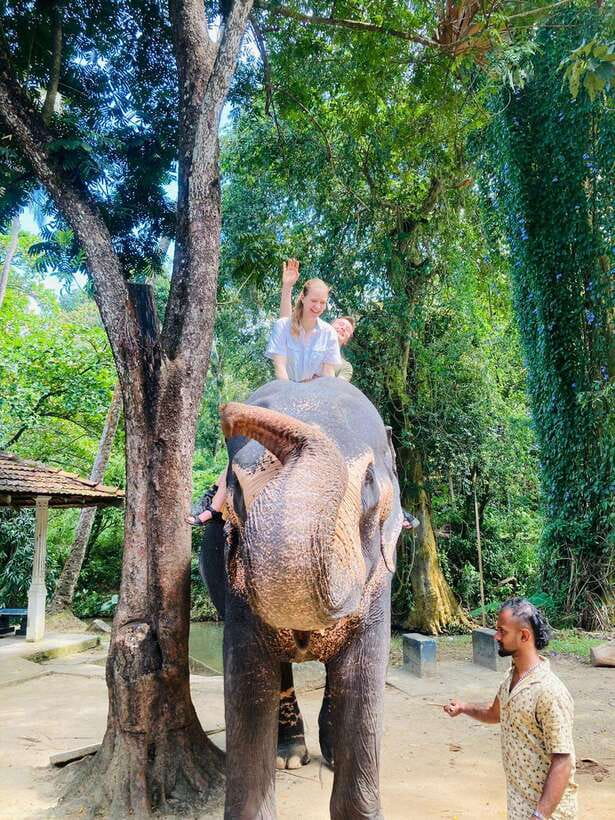 From Kandy : Pinnawala Elephant Orphanage & Ambuluwawa Tower - Pinnawala: elephants, bathing, and an important caution