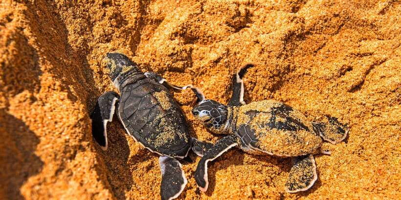 From Negombo: Bentota Full-Day Tour - A private vehicle makes the long route easier