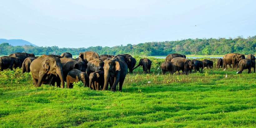 From Negombo: Minneriya National Park Safari Tour - Booking, cancellation, and health rules