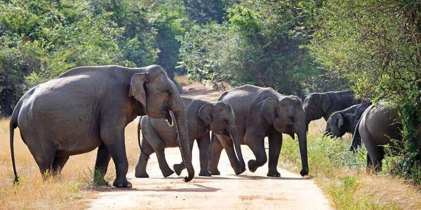From Negombo: Minneriya National Park Safari Tour - A word about elephant sightings