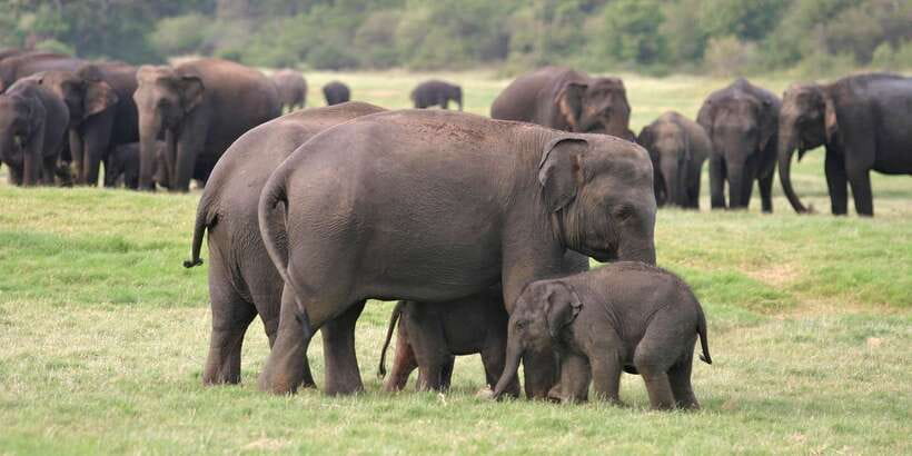 From Negombo: Minneriya National Park Safari Tour - The local restaurant stop