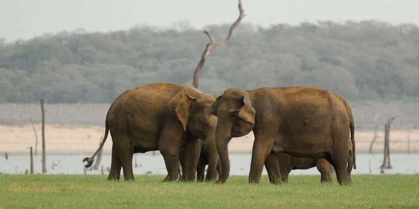 From Negombo: Minneriya National Park Safari Tour - The biggest timing risk