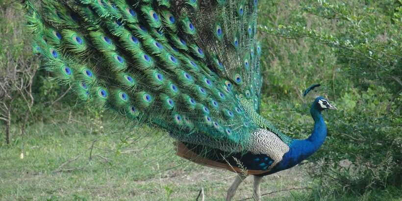 From Negombo: Minneriya National Park Safari Tour - Who should book this safari