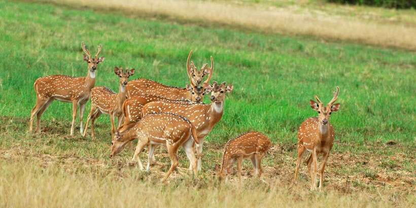 From Negombo: Minneriya National Park Safari Tour - The road to Minneriya