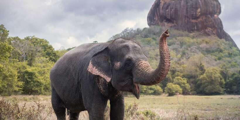 From Negombo: Sigiriya and Dambulla Day Trip and Safari - Why this day trip works from Negombo