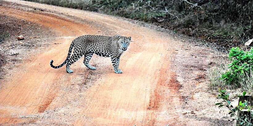 From Negombo: Wilpattu National Park Safari Guided Day Tour - Should you book the Negombo to Wilpattu day trip?