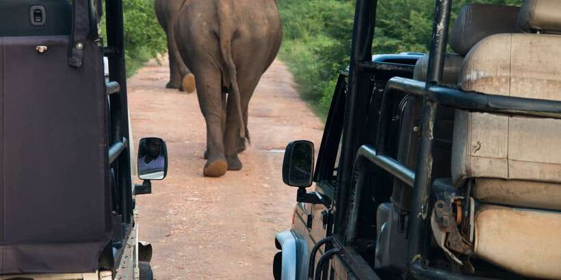 From Negombo: Wilpattu National Park Safari Guided Day Tour - The Wilpattu jeep safari