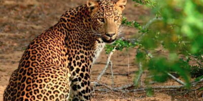 Wilpattu National Park Safari Guided Day Tour