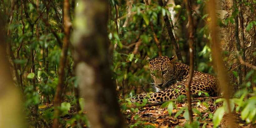 From Negombo: Wilpattu National Park Safari Guided Day Tour - Lunch in Puttalam and the food question