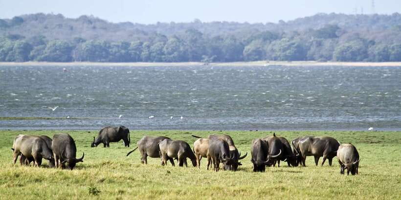 From Negombo: Wilpattu National Park Safari Guided Day Tour - Is $105 fair for this day?