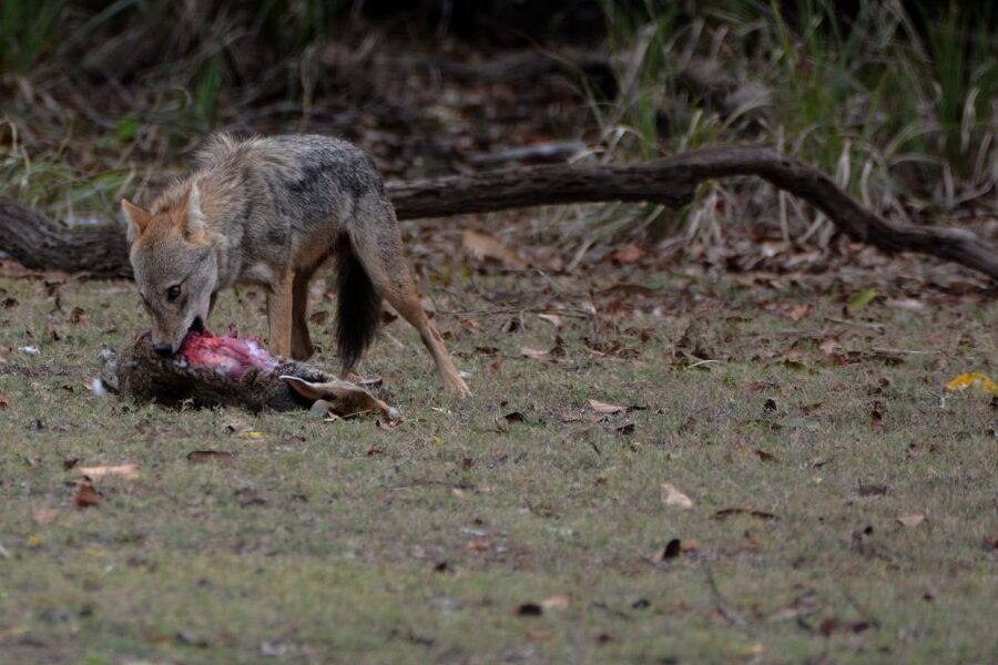 From Western Province: 2-Day Hill Country Highlights Trip - Who should book this trip