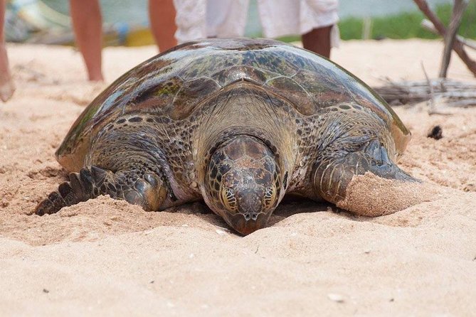 Galle Day Trip From Colombo - What the $89 price really covers
