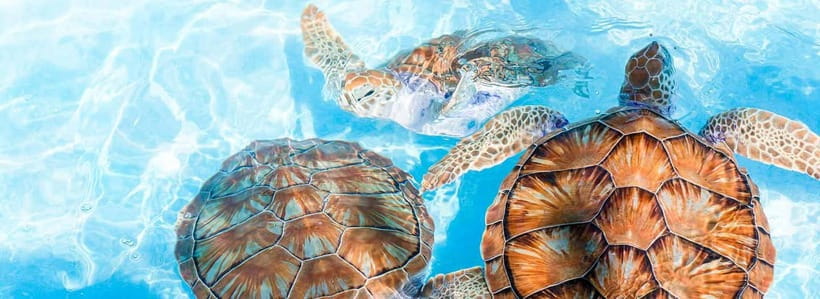 Galle Day Trip - River Safari, Sea Turtle & Stilt Fishermen - The smaller stops add variety, but not all will suit you
