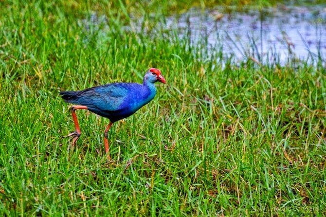 Half Day Tour to Muthurajawela, Lagoon, Dutch Canal and Mangroves - Key things to know