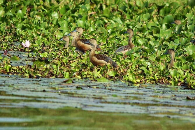 Half Day Tour to Muthurajawela, Lagoon, Dutch Canal and Mangroves - Comfort, timing and practical points