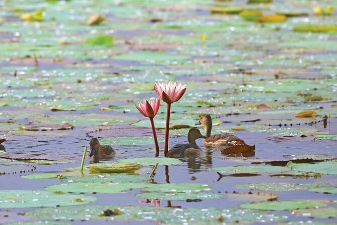 Half Day Tour to Muthurajawela, Lagoon, Dutch Canal and Mangroves - Muthurajawela Marsh and the mangrove ride