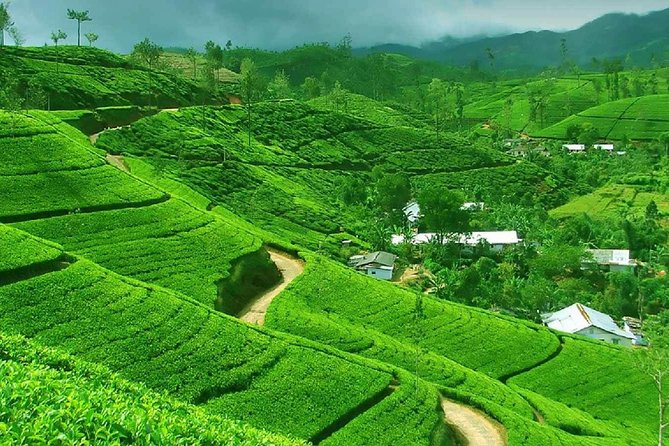 Kandy and Pinnawala Private Day Tour from Colombo/Negombo - Why this day trip works from Colombo