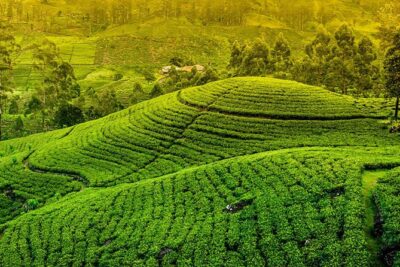 Kandy and Pinnawala Private Day Tour from Colombo/Negombo