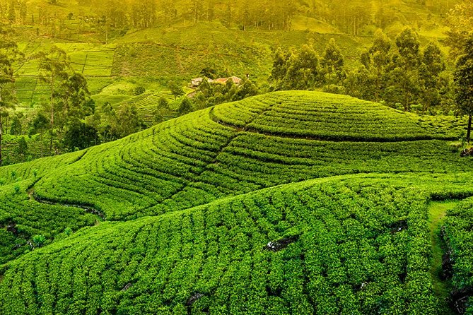 Kandy and Pinnawala Private Day Tour from Colombo/Negombo - Pinnawala: the first major stop