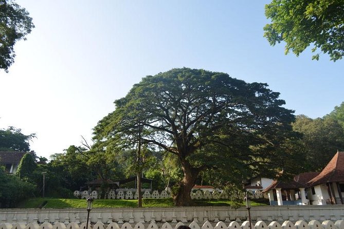 Kandy Full-Day Tour - Seeing Ayurveda at the Susantha Spice and Herbal Garden