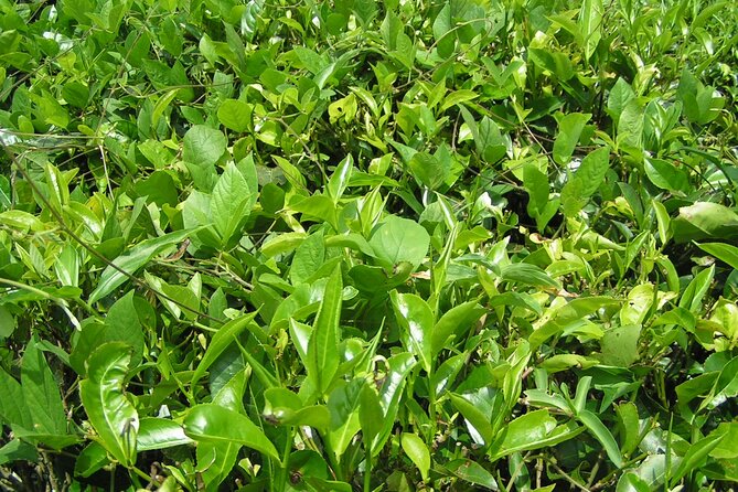 Kandy Full-Day Tour - Tea in Kadugannawa, plus a commercial stop