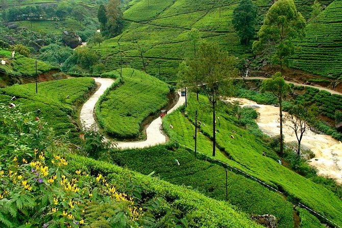 Kandy & Nuwara Eliya | 2 Days Tour - Peradeniya’s plants need more than an hour